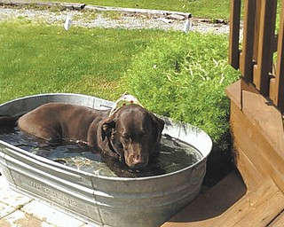 This chocolate lab, Hershey Marie, cannot wait to go outside after all winter and spring being cooped up. She spends hours sitting in her water tub to cool off, sometimes even falling asleep. Hershey resides in Hermitage, Pa.