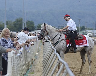 Katie Rickman | The Vindicator.Geoffrey Trees of Pittsburgh reaches over the fence to pet the outrider pony named Jake at the West Virginia Derby August 2, 2014.