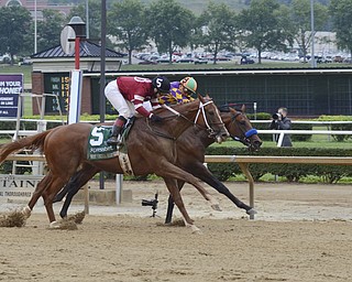 Katie Rickman | The Vindicator.Tapiture (number 5) slows down after crossing the finish line and beating Candy Boy making it the third time in the history of Mountaineer Race Track that a horse has won by a nose.