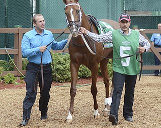 Katie Rickman | The Vindicator.Tapiture is led around the paddock prior to winning the West Virginia Derby June 2, 2014 by a nose.