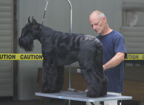 Greg Shaffer of Buffalo, NY grooms his Giant Schnauzer named "Cool Hands Zodiac" during the AKC All-Breed Dog show at the Canfield Fairgrounds on Saturday morning.  Dustin Livesay  |  The Vindicator  8/2/14  Canfield Fairgrounds.