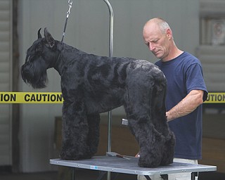 Greg Shaffer of Buffalo, NY grooms his Giant Schnauzer named "Cool Hands Zodiac" during the AKC All-Breed Dog show at the Canfield Fairgrounds on Saturday morning.  Dustin Livesay  |  The Vindicator  8/2/14  Canfield Fairgrounds.