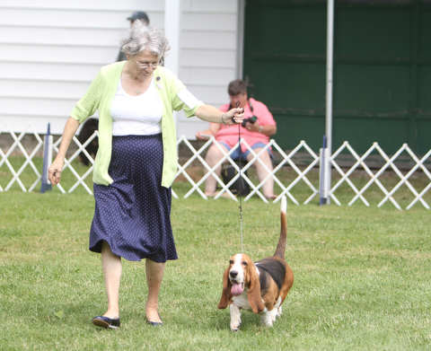Edna Morris of Pittsburgh walks around the rink with "Emma" , Basset Hound, during the AKC All-Breed Dog show at the Canfield Fairgrounds on Saturday morning.  Dustin Livesay  |  The Vindicator  8/2/14  Canfield Fairgrounds.