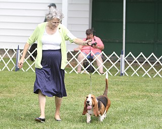 Edna Morris of Pittsburgh walks around the rink with "Emma" , Basset Hound, during the AKC All-Breed Dog show at the Canfield Fairgrounds on Saturday morning. Dustin Livesay | The Vindicator 8/2/14 Canfield Fairgrounds.
