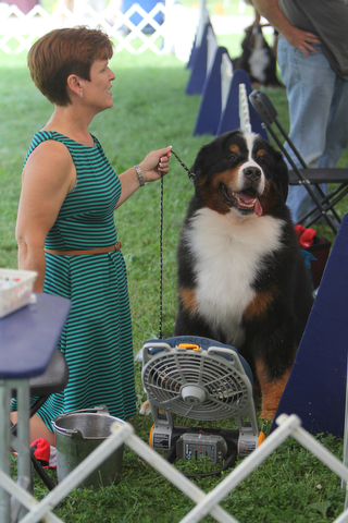 Karen Mammano of Webster, NY sits in front of a fan to stay cool with her 8-year-old Bernese Mountain Dog named "Justin" during the AKC All-Breed Dog show at the Canfield Fairgrounds on Saturday morning.  Dustin Livesay  |  The Vindicator  8/2/14  Canfield Fairgrounds.