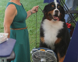 Karen Mammano of Webster, NY sits in front of a fan to stay cool with her 8-year-old Bernese Mountain Dog named "Justin" during the AKC All-Breed Dog show at the Canfield Fairgrounds on Saturday morning. Dustin Livesay | The Vindicator 8/2/14 Canfield Fairgrounds.