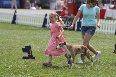 Elise Patti (8) of Concord, Ohio runs with her 6-year-old Whippet "Serious" during the AKC All-Breed Dog show at the Canfield Fairgrounds on Saturday morning.  Dustin Livesay  |  The Vindicator  8/2/14  Canfield Fairgrounds.