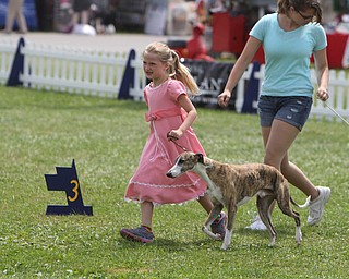 Elise Patti (8) of Concord, Ohio runs with her 6-year-old Whippet "Serious" during the AKC All-Breed Dog show at the Canfield Fairgrounds on Saturday morning.  Dustin Livesay  |  The Vindicator  8/2/14  Canfield Fairgrounds.