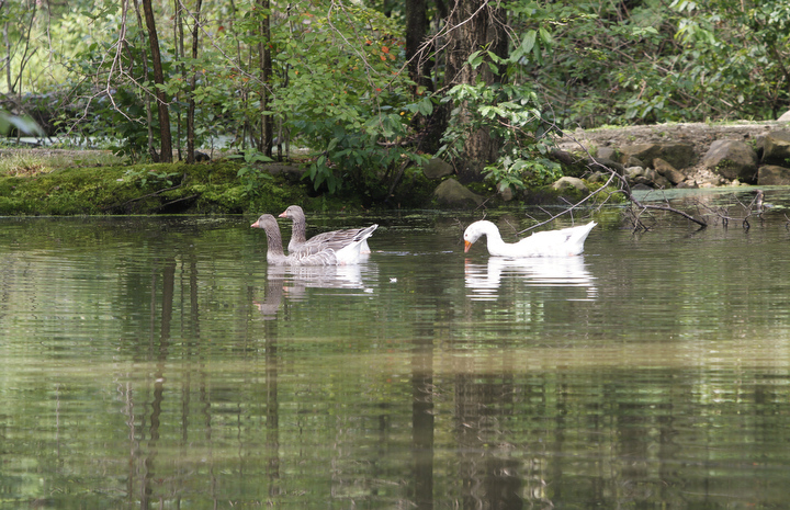        ROBERT K. YOSAY  | THE VINDICATOR.. Our Lady of the Lakes Parish-- has an oasis for solitude or just reflection or just enjoying the flowers as the Rev. David W. Merweiler is pastor and gardener.....  -30-