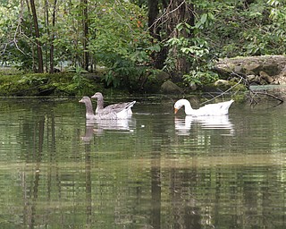 ROBERT K. YOSAY | THE VINDICATOR.. Our Lady of the Lakes Parish-- has an oasis for solitude or just reflection or just enjoying the flowers as the Rev. David W. Merweiler is pastor and gardener..... -30-