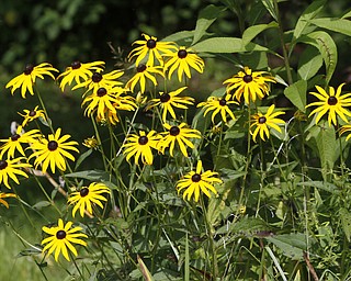 ROBERT K. YOSAY | THE VINDICATOR.. Our Lady of the Lakes Parish-- has an oasis for solitude or just reflection or just enjoying the flowers as the Rev. David W. Merweiler is pastor and gardener..... -30-