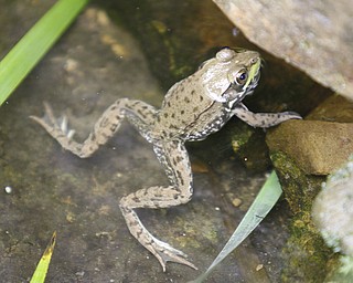 ROBERT K. YOSAY | THE VINDICATOR.. a Tree frog has taken up residence in one of the many ponds/waterfalls at .Our Lady of the Lakes Parish-- has an oasis for solitude or just reflection or just enjoying the flowers as the Rev. David W. Merweiler is pastor and gardener..... -30-
