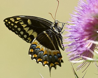 Black Swallowtail butterfly