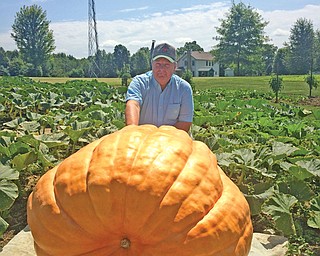 Alan Gibson of Salem has been growing pumpkins for the Canfield Fair on and off for the last 50 years. This year’s Canfield Fair weigh-off will be Aug. 26 at the Canfield Fairgrounds.