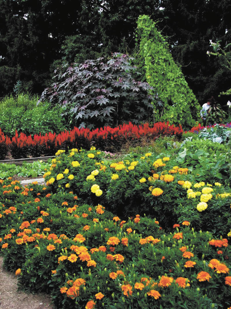 SPECIAL TO THE VINDICATOR
Rodney and Kay Toth’s garden is open again this year for a day of public viewing. The hours are 10 a.m. to 6 p.m. Aug. 31 at 5637 W. Liberty St., Hubbard. The couple have several areas they have named, including a Grandchildren’s Garden and a Giant Tomato Forest.