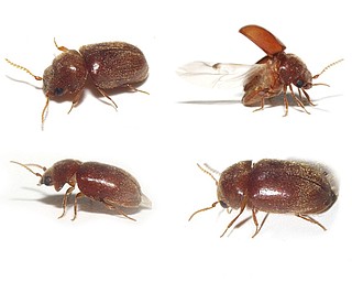Drugstore beetles