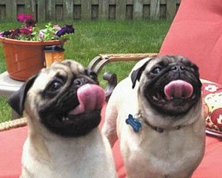 Tator Tot Jordan, left, and Charlie Brown enjoying the Dog Days of Summer last August by the pool.