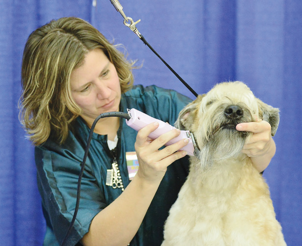 Michelle Evans of Dip-N-Clip Grooming trims Barkley’s coat during the fourth annual Responsible Dog Ownership Day at the Eastwood Expo Center in Niles. Barkley is a soft-coated Wheaten terrier owned by Karen Orlaski of Austintown.
