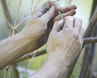Katie Rickman | The Vindicator.A man ties a parts of the natural art piece together using twine at Fellows Riverside Garden on Wednesday, Sept. 17, 2014.