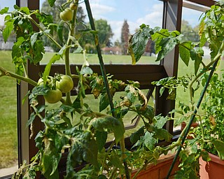 Katie Rickman | The Vindicator.Two Canfield Village Middle School teachers Steve DeMaiolo and Angela Alexandrides have begun using the green house at the school using mostly donated seeds Wednesday, Sept. 17, 2014. Seen here is a tomato plant.