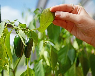 Katie Rickman | The Vindicator.Two Canfield Village Middle School teachers Steve DeMaiolo and Angela Alexandrides have begun using the green house at the school using mostly donated seeds Wednesday, Sept. 17, 2014. Angela Alexandrides shows the jalapeño peppers growing in the green house.