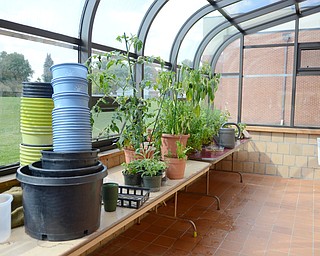 Katie Rickman | The Vindicator.Two Canfield Village Middle School teachers Steve DeMaiolo and Angela Alexandrides have begun using the green house at the school using mostly donated seeds Wednesday, Sept. 17, 2014.