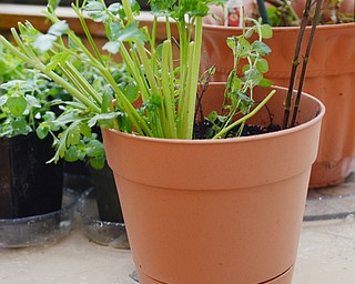 Katie Rickman | The Vindicator.Two Canfield Village Middle School teachers Steve DeMaiolo and Angela Alexandrides have begun using the green house at the school using mostly donated seeds Wednesday, Sept. 17, 2014. Seen here is celery.