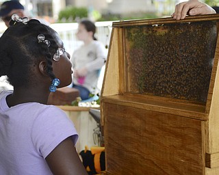 Katie Rickman | The Vindicator.Camille Sharp, 8, of Youngstown looks at honey bees on display with Zaney Pearl Farm which is based out of Lisbon, Ohio.  Zaney Pearl Farm was one of many local businesses participating in Silly Science Sunday downtown Youngstown Sunday, Sept. 21, 2014.