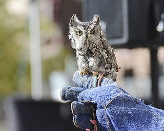 Katie Rickman | The Vindicator.A screech owl perched on the arm of Anthony Merritt of Birds in Flight Sanctuary during Silly Science Sunday downtown Youngstown on Sunday, Sept. 21, 2014.