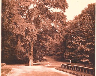 The Old Elm, Mill Creek Park