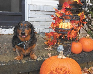 5. This picture was taken last October of Rascal sent by Juli Lancy of Struthers. She didn't know he stuck his tongue out at her.