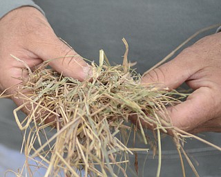 Katie Rickman | The Vindicator.Mark Stepuk explains the difference in the cut of different types of hay at his farm in Canfield on Thursday , October 2, 2014. Stepuk  thinks that the new Racino will increase hay sales for local farmers.