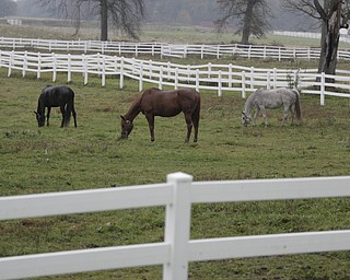        ROBERT K. YOSAY  | THE VINDICATOR..Tim Hamm  President of Ohio Horsemens Benevolent Protective Association- Ellsworth Twp and some of his race horses.... .  .-30-