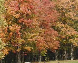        ROBERT K. YOSAY  | THE VINDICATOR..The leaves slowly changing from green to a bright yellow with a smattering of red .. as people  (on the right  and Jim Calcagni far right in the cart is  Steve Spencer and Jim Donlon as they hit up to the green ...-30-