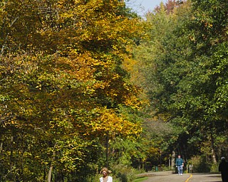        ROBERT K. YOSAY  | THE VINDICATOR..The leaves slowly changing from green to a bright yellow with a smattering of red .. as people take advantage of the color and the weather on East Golf Drive off 224...-30-