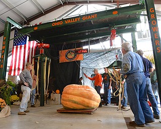 Jeff Lange | The Vindicator  Officials look at the scale as Niles resident Vince Cappitte's pumpkin is weighed in during Saturday's festivities at Parks Garden Center in Green Township.