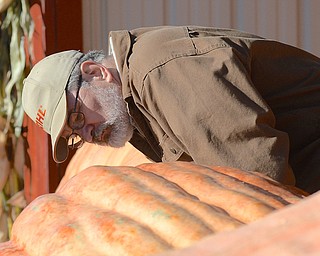 Jeff Lange | The Vindicator  John Chlebus of Brookfield examines a pumpkin before the start of the weigh ins, Saturday morning at Parks Garden Center in Green Township.
