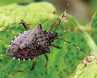 A brown marmorated stink bug at a Penn State research station in Biglerville, Pa. The pest, originally from Asia is threatening to wreak havoc on mid-Atlantic orchards.  
