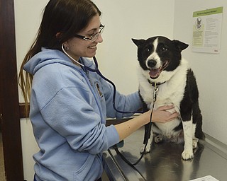 Katie Rickman | The Vindicator.Jennifer Kotouch of Youngstown is a new addition at Animal Charity of Ohio Inc. on Market Street in Boardman as a full-time veterinarian checks on Tucker James, a Border Collie during his check up at the facility on Friday, Oct. 17, 2014.