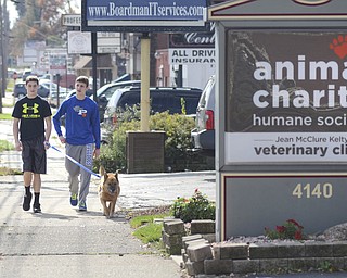 Katie Rickman | The Vindicator.Luke Fulton, 14, and Stephen Bannon, 14, both of Poland volunteer time at Animal Charity as a part of their service hours for confirmation, shown here they walk the dog Brock up Market Street on Friday, Oct. 17, 2014.