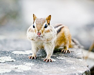 Chipmunks may be cute, but they’re persistent plant pests with a yen for flower bulbs, particularly tulips.