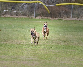 Katie Rickman | The Vindicator.Harley, on left, and Cinnamon chase each other through one of the smaller parks at the Trumbull County Animal Welfare League in Vienna on Friday, Oct. 31, 2014.