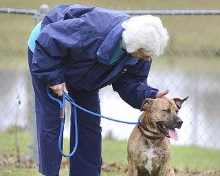 Katie Rickman | The Vindicator.Sue Sperling, a volunteer at Trumbull County Animal Welfare League pets Harley (an adoptive dog at the shelter) in one of the smaller "bark park" parks in Vienna on Friday, Oct. 31, 2014.