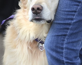 Katie Rickman | The Vindicator.Tia, a 6-year-old golden retriever, leans against her owner while taking a break from running in the Bark Park at the Trumbull County Animal Welfare League in Vienna on Friday, Oct. 31, 2014.