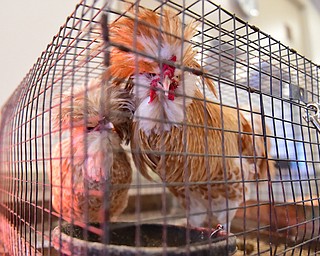 CANFIELD, OHIO - NOVEMBER 1, 2014: Show chickens stare at the camera from their cage Saturday morning during the Farm Harvest Fun Fest. (Photo by David Dermer/Youngstown Vindicator)