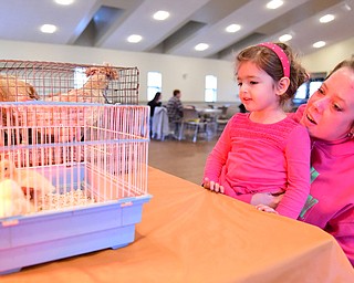 CANFIELD, OHIO - NOVEMBER 1, 2014: Kate Walko 3, of Poland and Kelly King check out the live chics and baby ducks Saturday morning during the Farm Harvest Fun Fest. (Photo by David Dermer/Youngstown Vindicator)