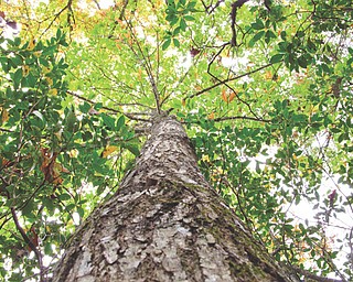 An American chestnut tree on Traylor Renfro’s mountaintop retreat in Grassy Creek, N.C.