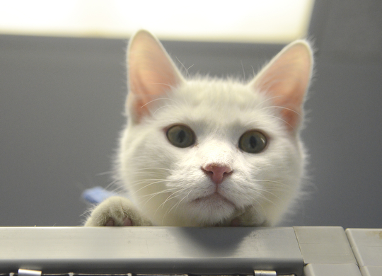 Katie Rickman | The Vindicator.Spot, an adoptable male cat at Angels For Animals looks down off of the top of a tower at the facility on Saturday, Nov. 8, 2014.  At the Empty the Shelters event that took place, Angels for Animals adopted out 20 cats during the day-long event.