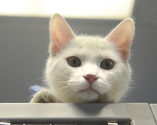 Katie Rickman | The Vindicator.Spot, an adoptable male cat at Angels For Animals looks down off of the top of a tower at the facility on Saturday, Nov. 8, 2014.  At the Empty the Shelters event that took place, Angels for Animals adopted out 20 cats during the day-long event.