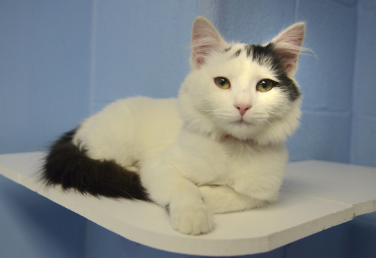 Katie Rickman | The Vindicator.Carrie, an adoptable cat at Angels For Animals sits on top of a perch and looks out over the cat room at the facility on Nov. 8, 2014.  At the Empty the Shelters event that took place, Angels for Animals adopted out 20 cats during the day-long event.